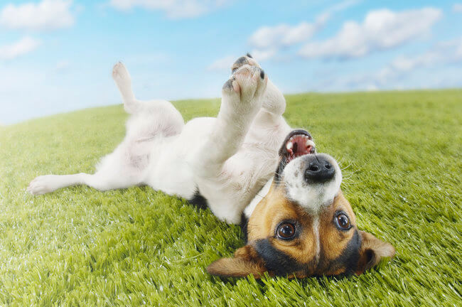 synthetic grass pet friendly